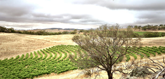 Discover Albariño with Tscharke Girl Talk Savagnin Blanc 2019