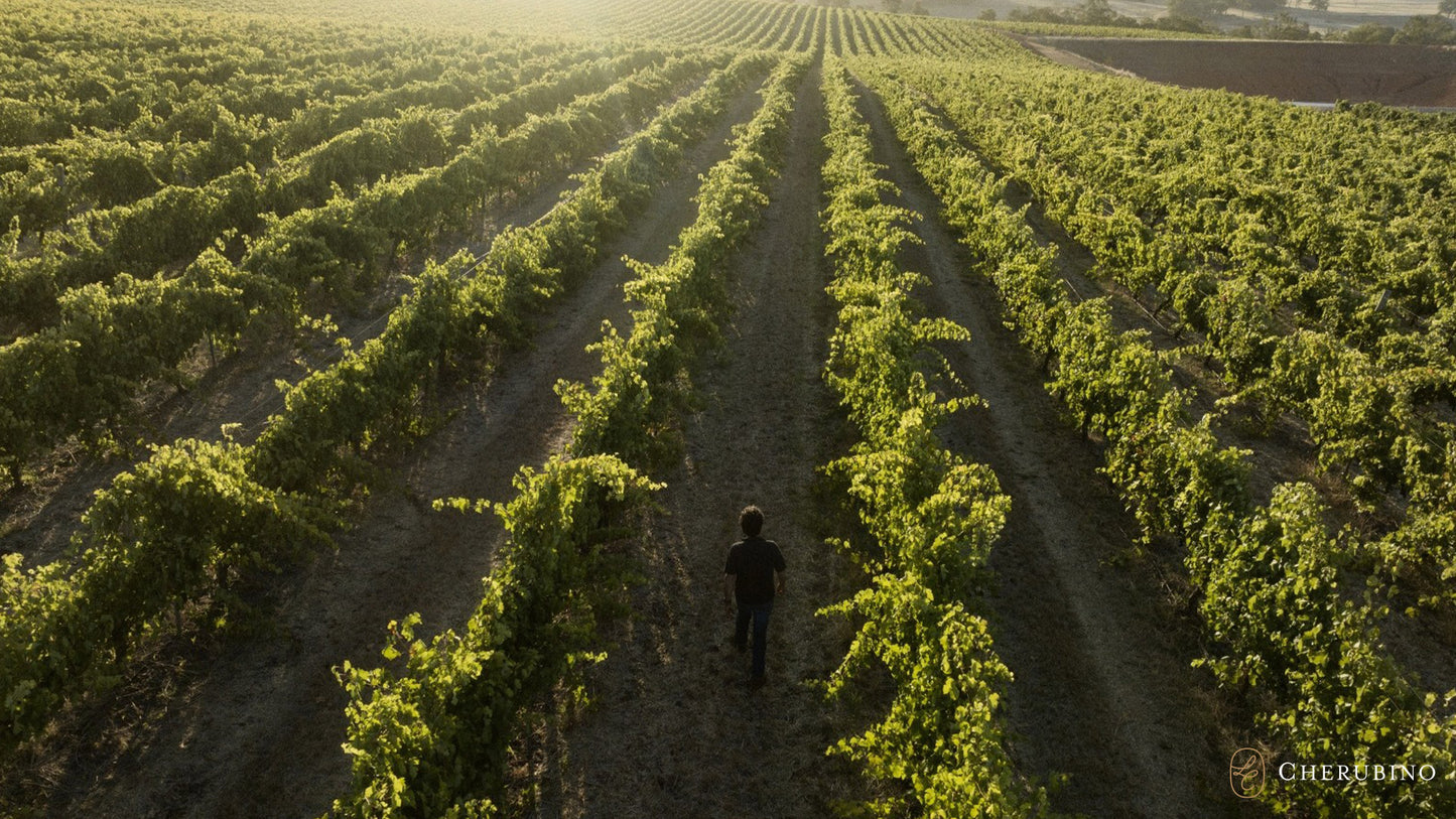 Buy Larry Cherubino wines available at Wine Sellers Direct's best prices.
